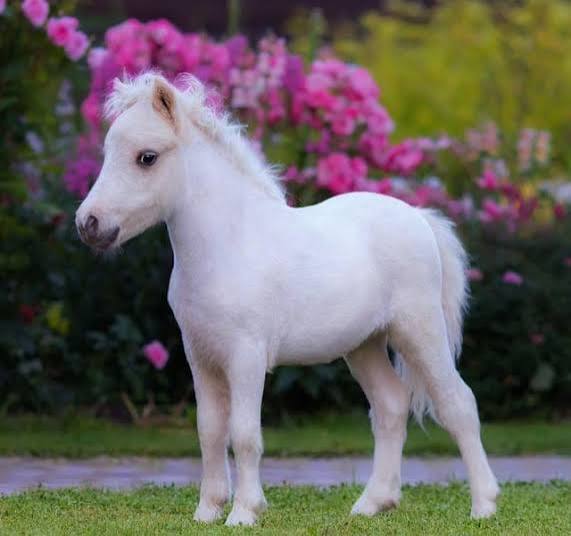 For Mini Horses
