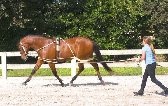 Pessoa Pony Lunge System
