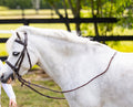 Rubber Reins