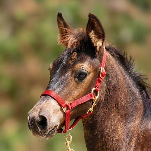 Adjustable Nylon Miniature Horse Halter